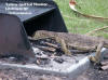 Litchfield NP - Yellow spotted Monitor